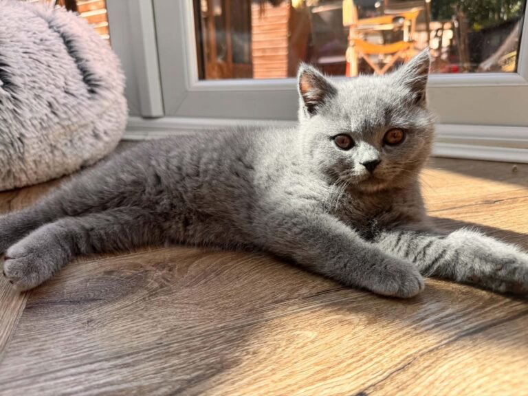 Blue British Shorthair kitten from Rosie’s 2026 litter, the boy still available at EzBritz