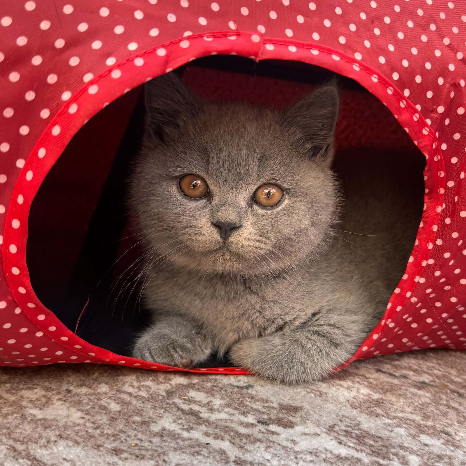 A blue British Shorthair kitten playing in a tunnel