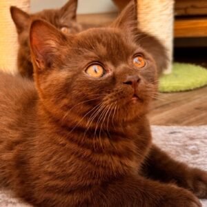 Chocolate British Shorthair kitten looking up, EzBritz cattery