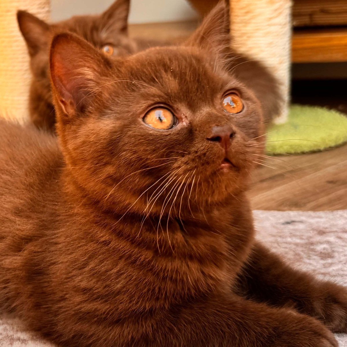 Highway, our chocolate British Shorthair girl, looking up