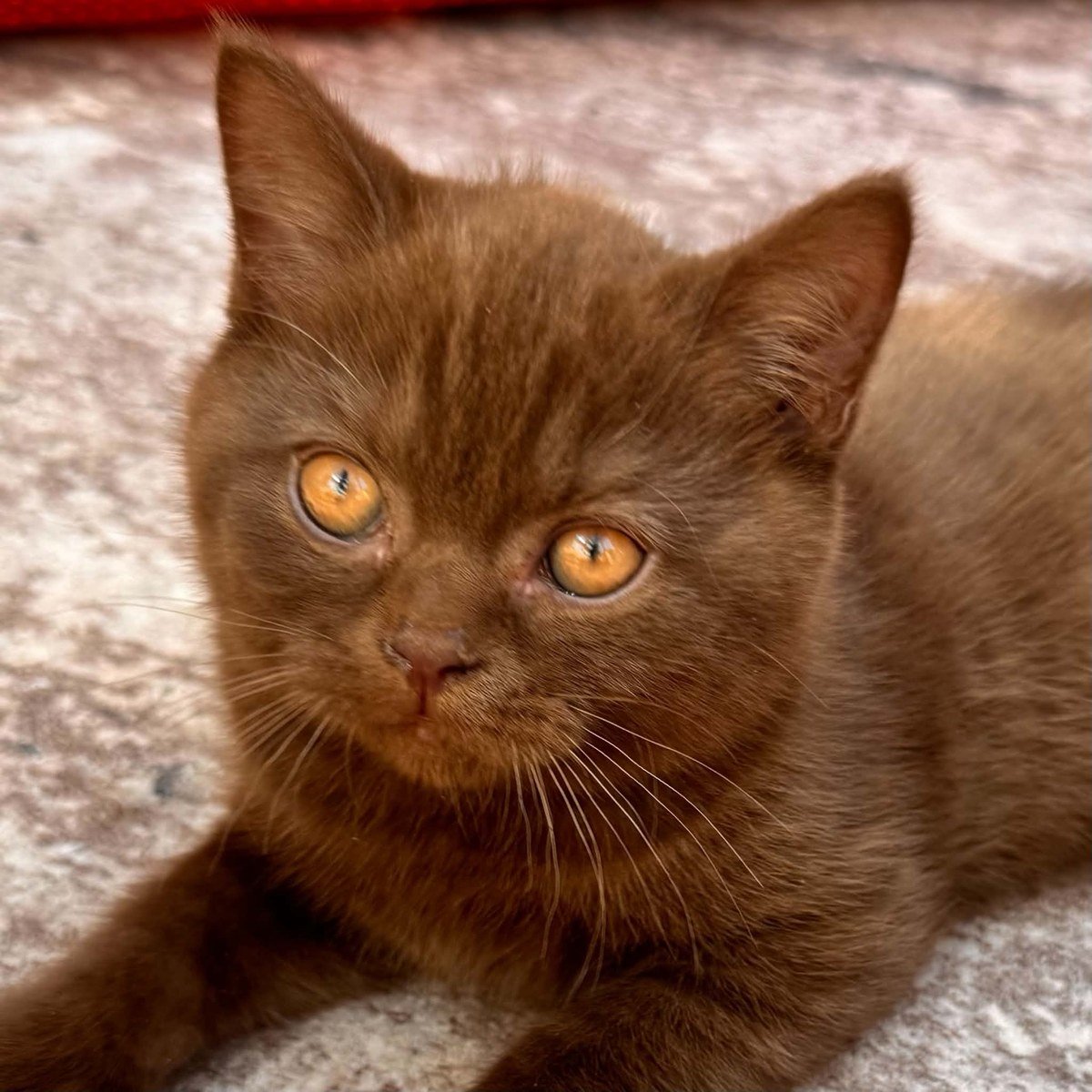 Chocolate British Shorthair kitten asleep at EzBritz