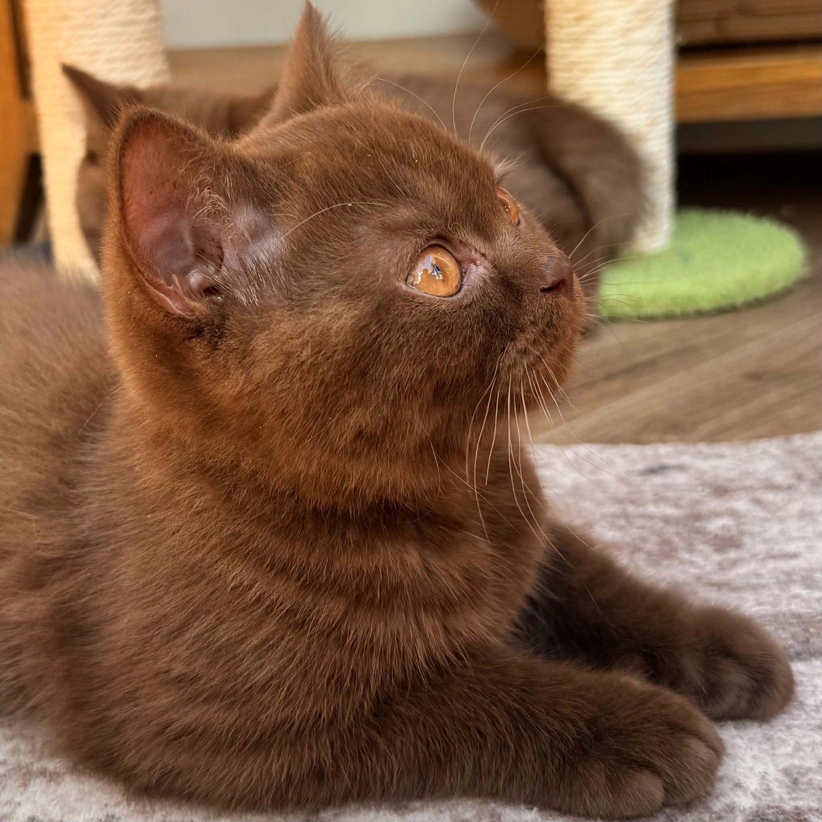 Chocolate British Shorthair kitten in profile at EzBritz cattery