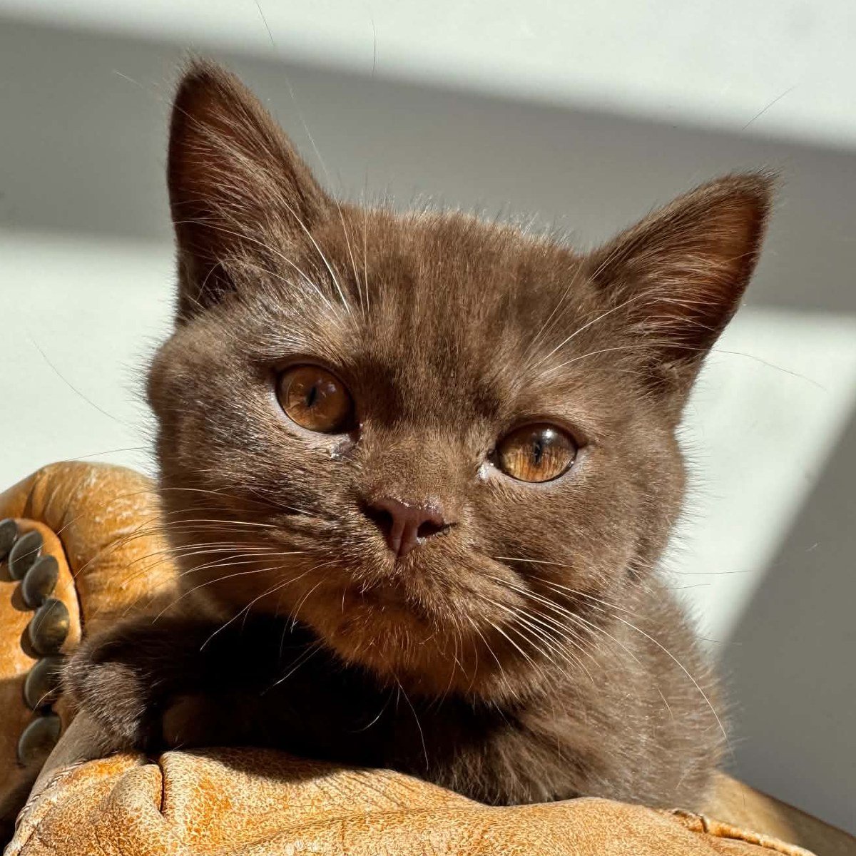 Blue British Shorthair kitten from Rosie's 2026 litter at EzBritz
