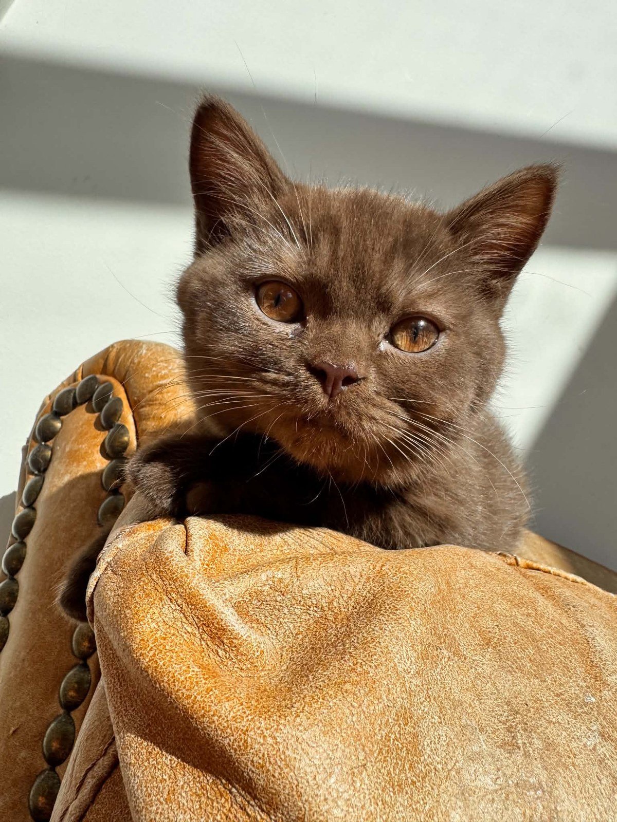 Chocolate British Shorthair kitten in the sunshine at EzBritz