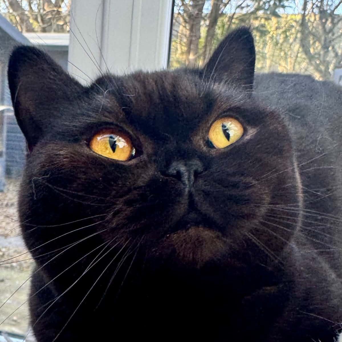 Rosie, our black British Shorthair queen