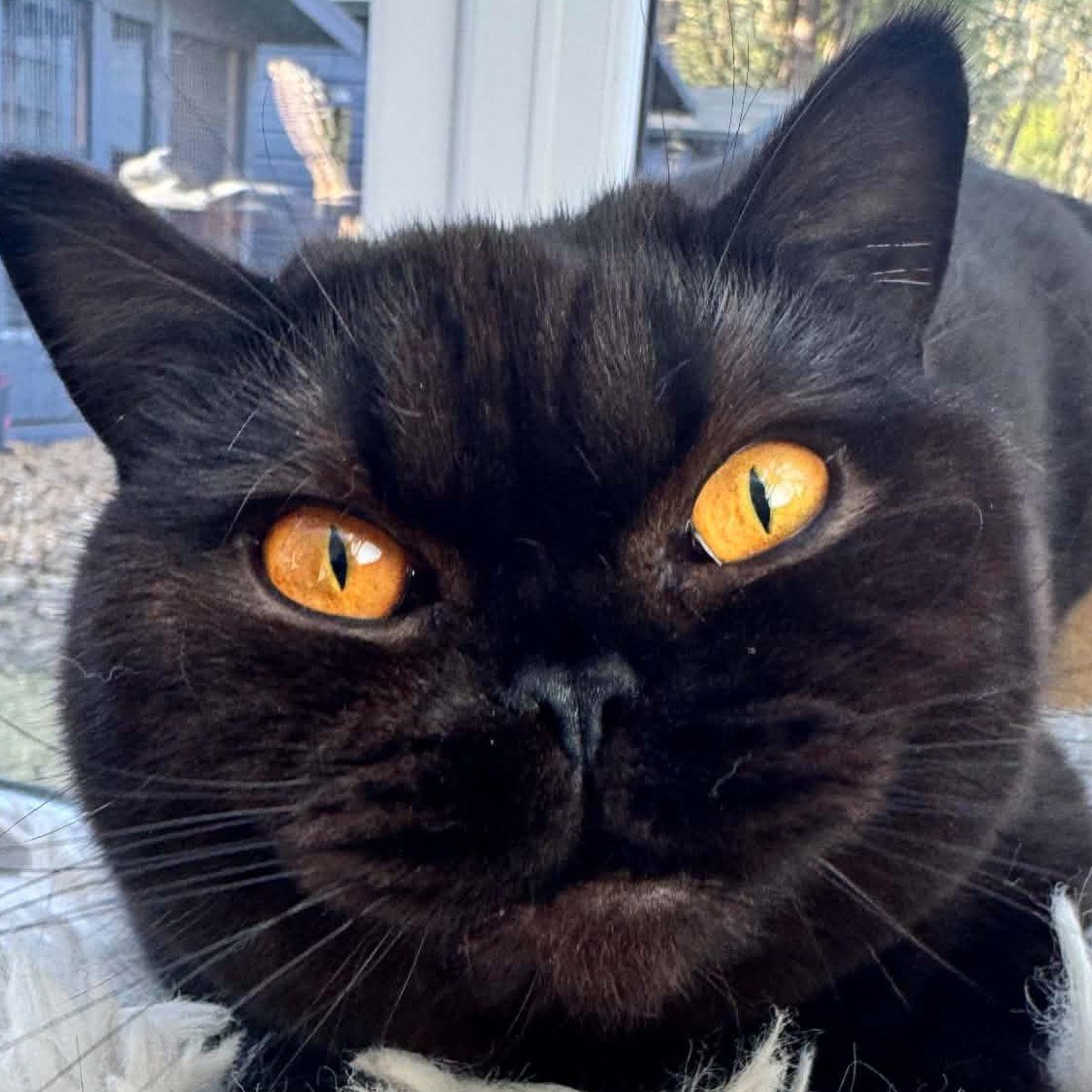 Rosie, our black British Shorthair queen