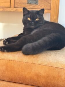 Rosie the black British Shorthair resting at home