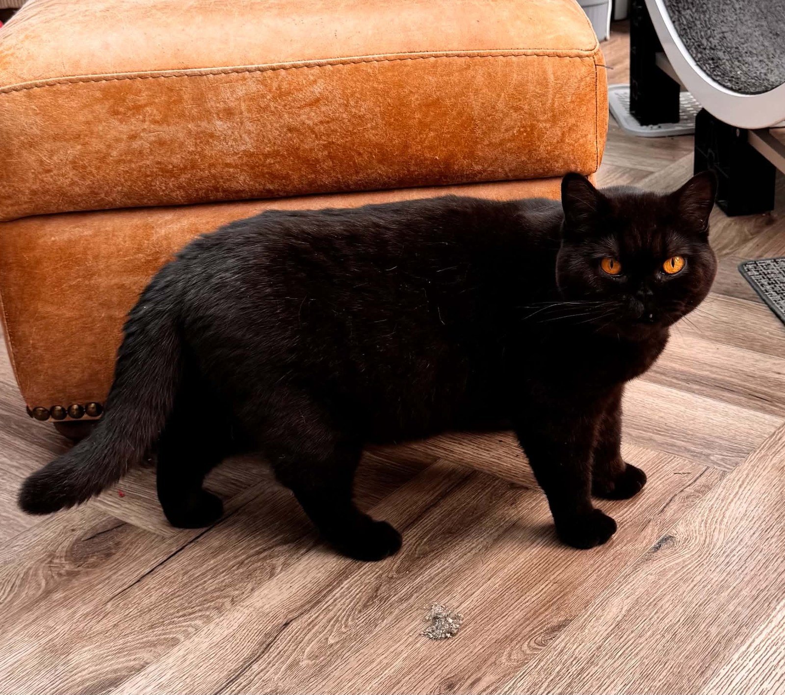 RAYANSHEL WHOLE-LOTTA-ROSIE, black British Shorthair queen, standing
