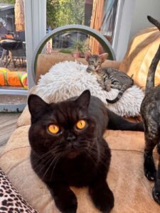 Rosie the black British Shorthair with one of our Orientals at home in Hampshire