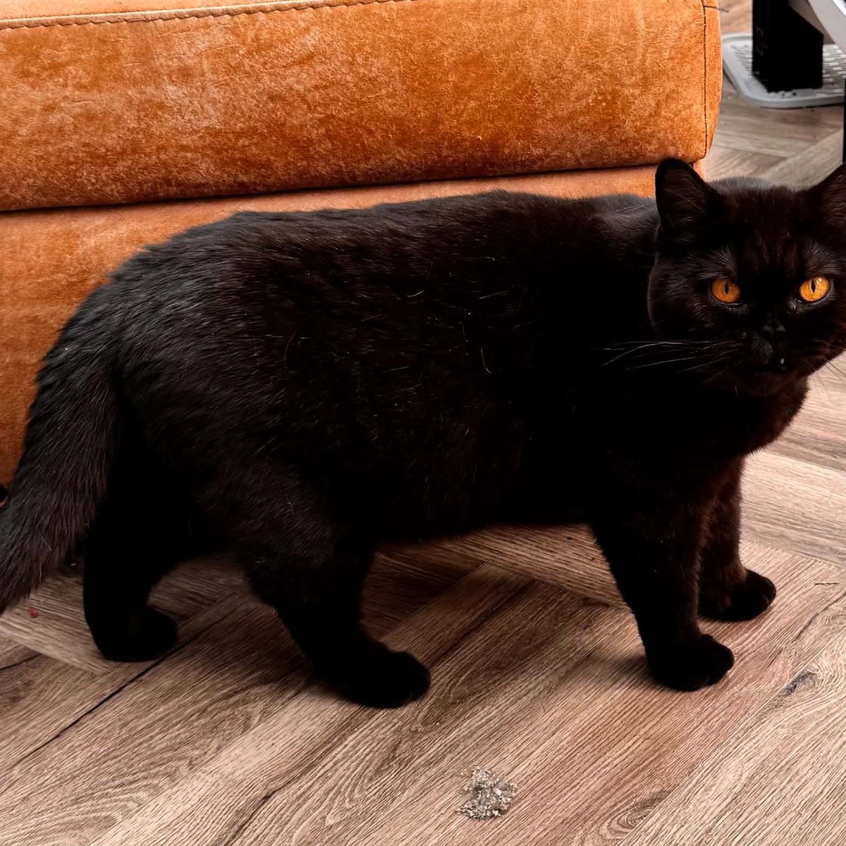 Rosie, RAYANSHEL WHOLE-LOTTA-ROSIE, our black British Shorthair queen
