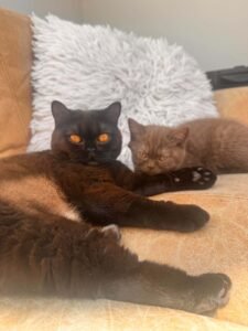 Rosie with one of her chocolate British Shorthair kittens
