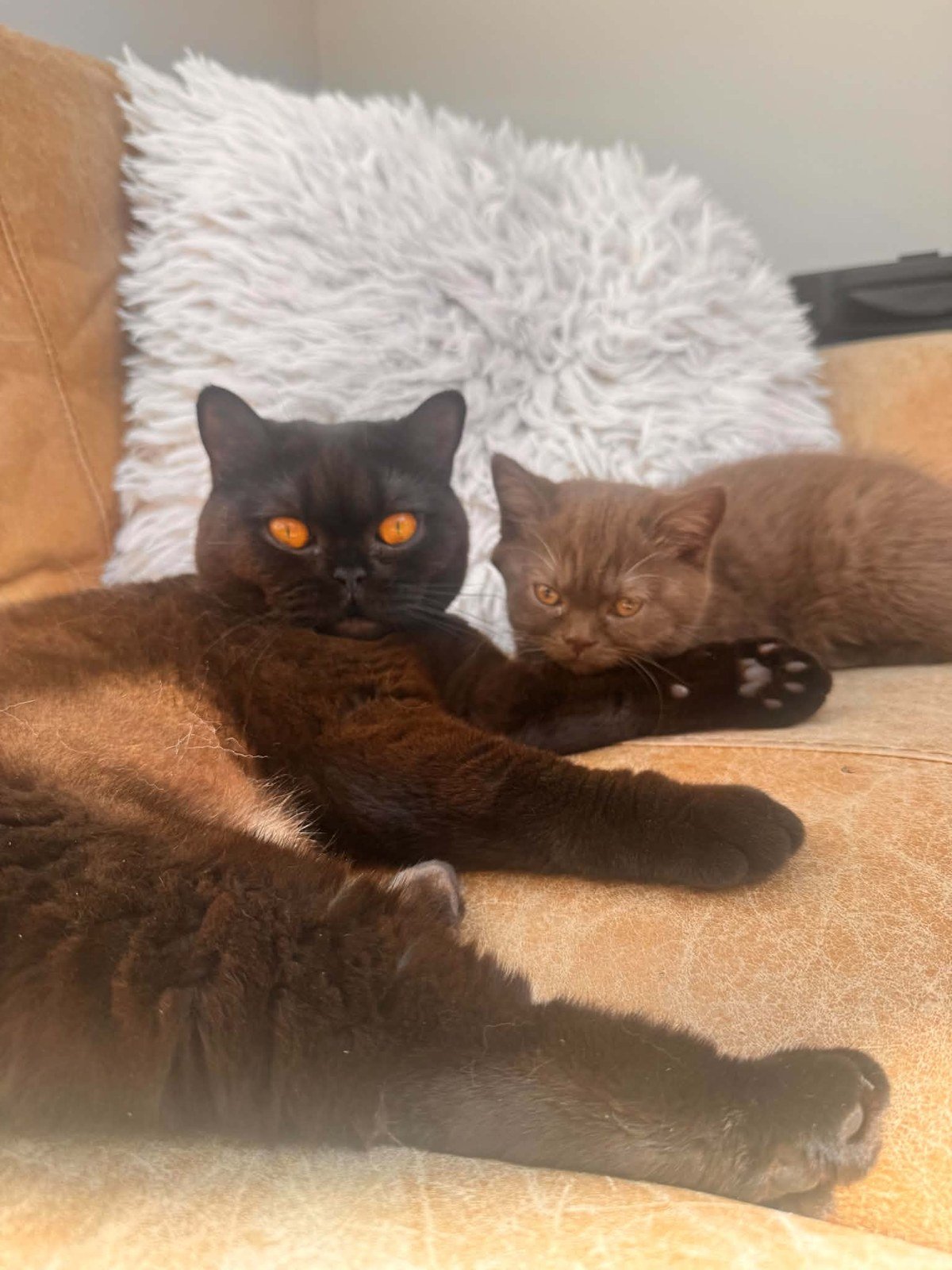 Rosie, a black British Shorthair queen, with one of her chocolate kittens
